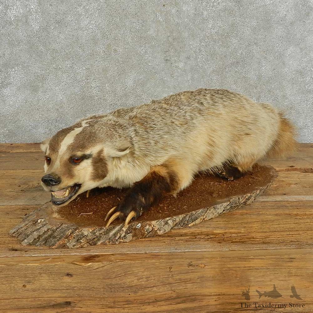 American Badger Life-Size Mount For Sale #16691 @ The Taxidermy Store