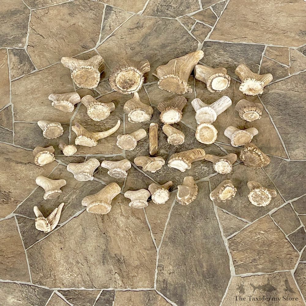 Mixed Antler Burr Craft Pack For Sale #25112 @ The Taxidermy Store