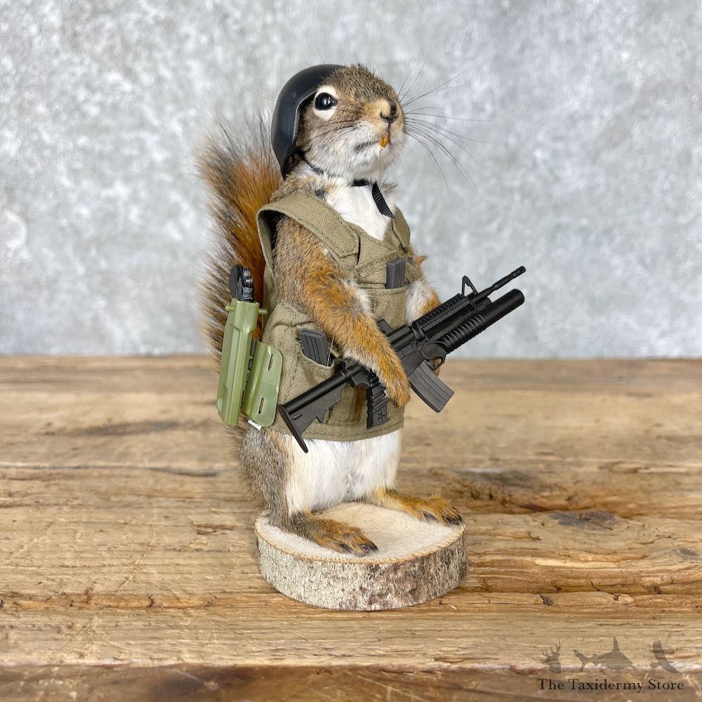 Tactical Squirrel Novelty Mount For Sale #26539 @ The Taxidermy Store