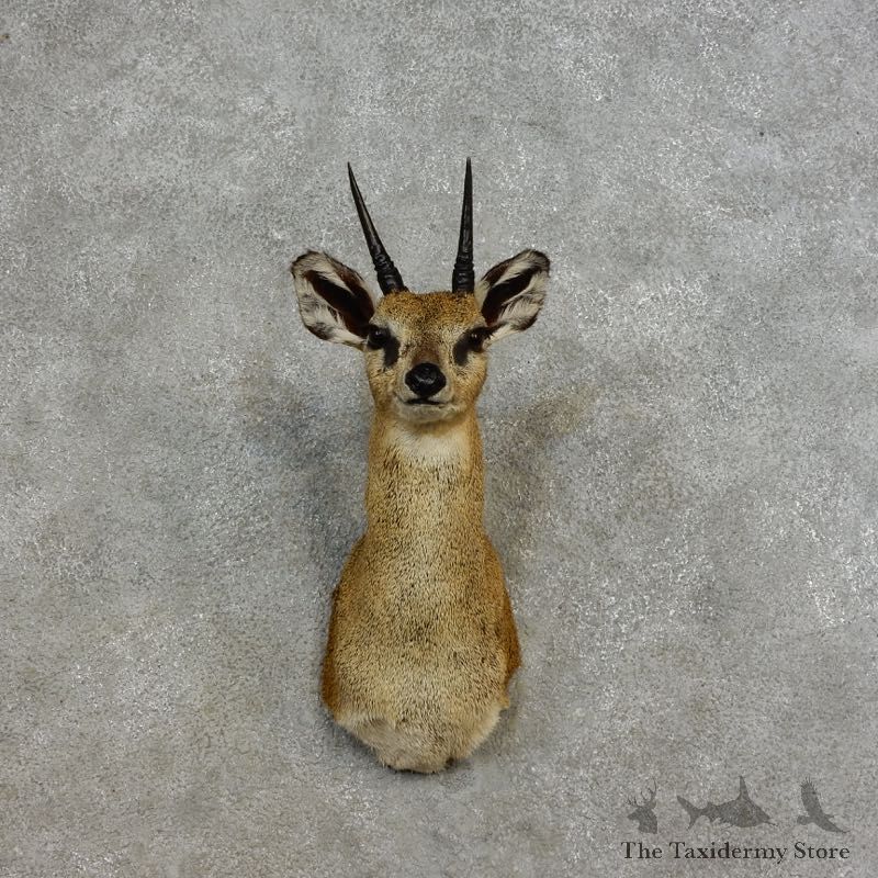 African Klipspringer Shoulder Mount For Sale #28920 @ The Taxidermy Store