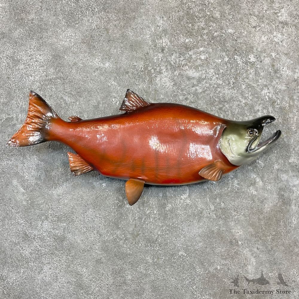 Sockeye Salmon Taxidermy Fish Mount For Sale #27243 @ The Taxidermy Store