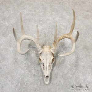 Whitetail Deer Skull European Mount For Sale #18956 @ The Taxidermy Store