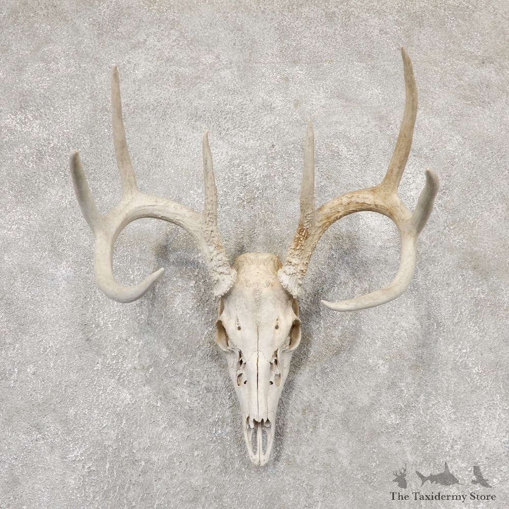 Whitetail Deer Skull European Mount For Sale #18956 @ The Taxidermy Store