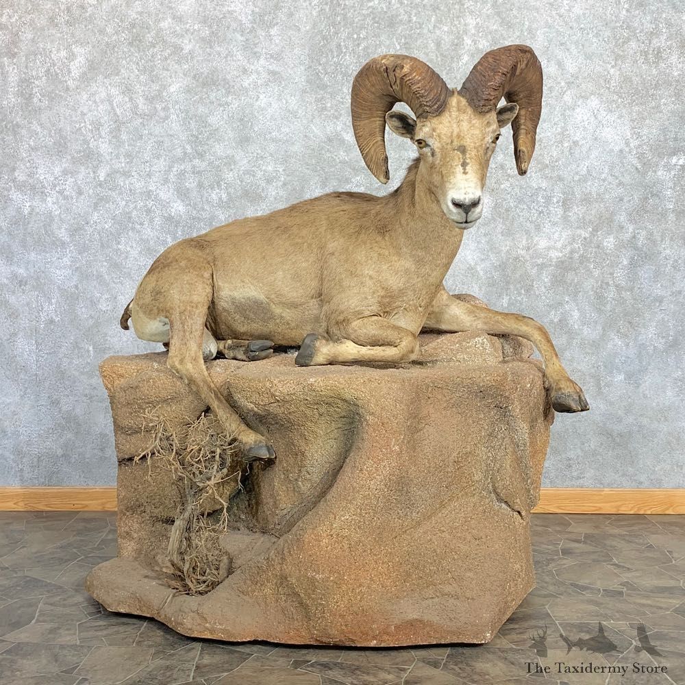 Sonora Desert Sheep Life Size Taxidermy Mount #22468 For Sale @ The Taxidermy Store
