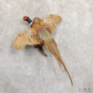 Ringneck Pheasant Bird Mount For Sale #19717 @ The Taxidermy Store