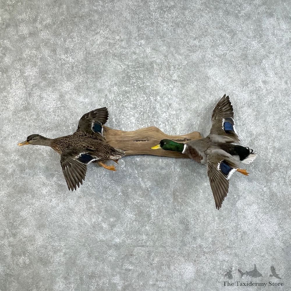 Mallard Drake and Hen Taxidermy Duck Mount For Sale #25759 - The Taxidermy Store