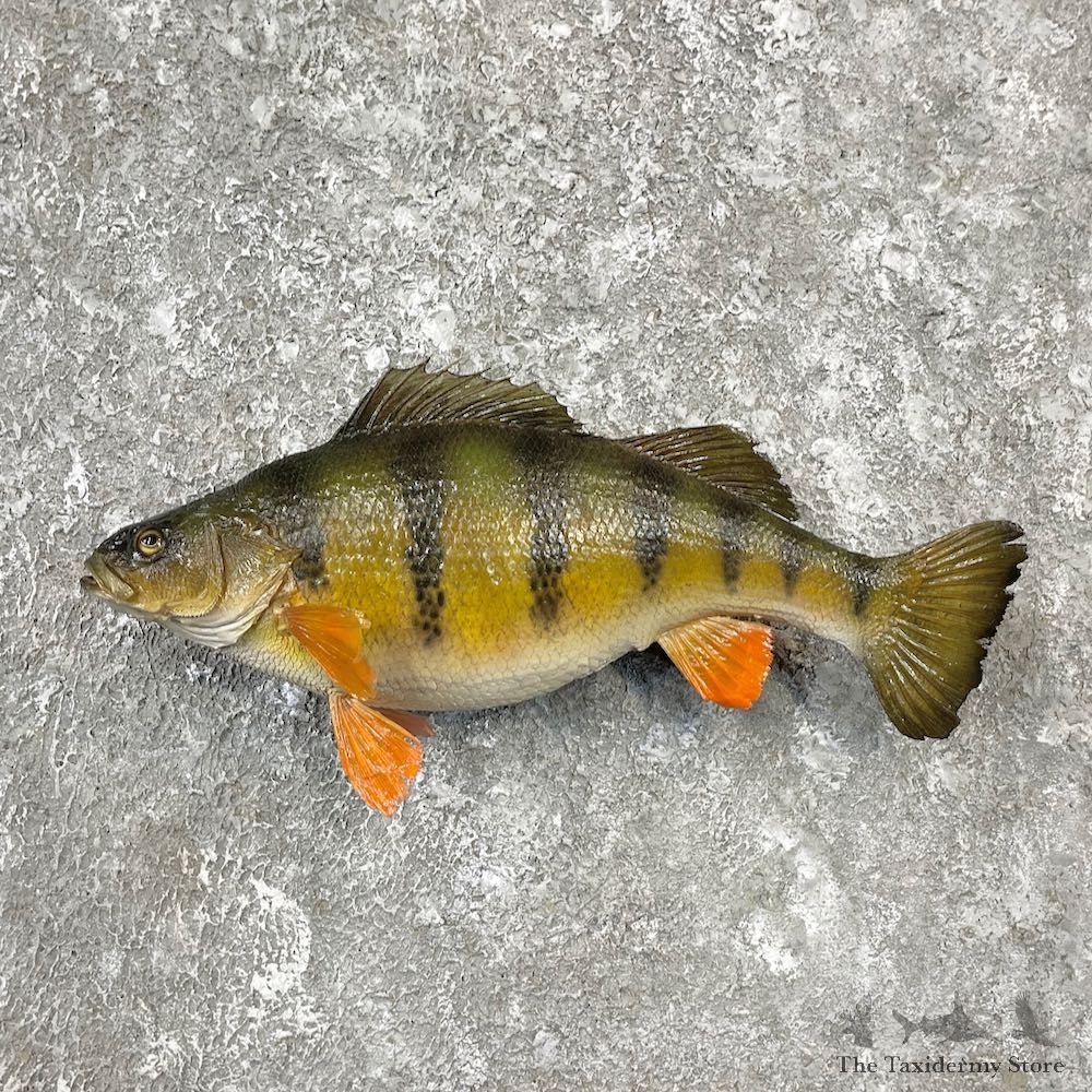 Yellow Perch Fish Mount For Sale #26151 @ The Taxidermy Store