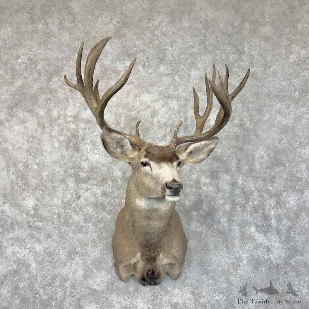 Mule Deer Shoulder Mount For Sale #30325 @ The Taxidermy Store