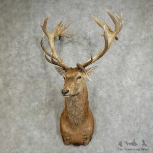 South Pacific Red Stag Shoulder Mount For Sale #16091 @ The Taxidermy Store
