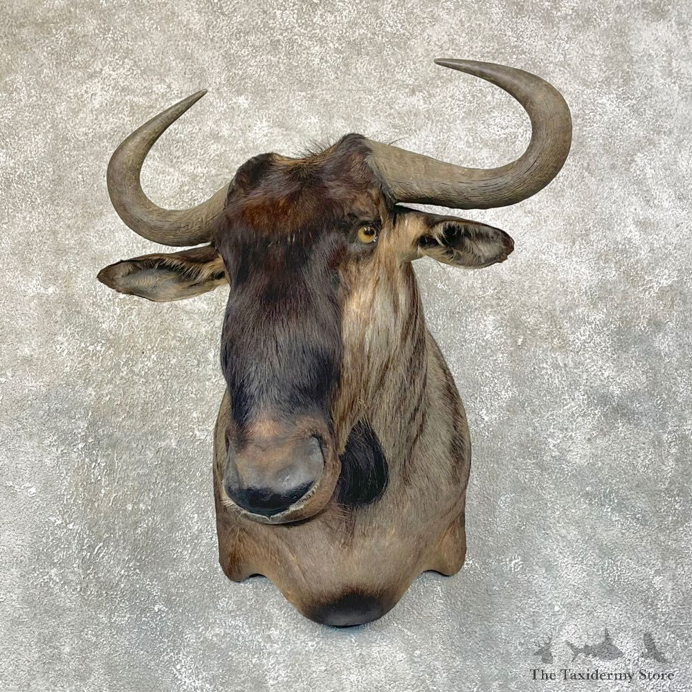 Blue Wildebeest Shoulder Mount For Sale #24588 @ The Taxidermy Store