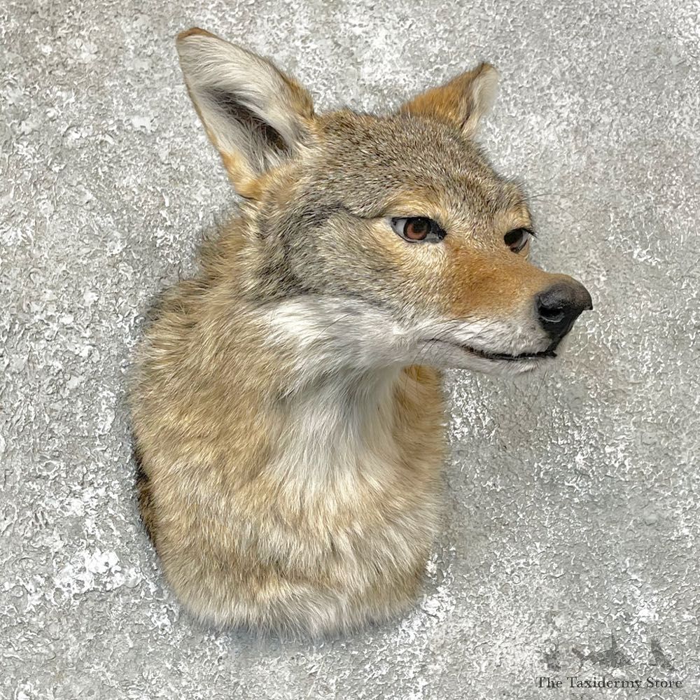 Coyote Shoulder Taxidermy Mount #24818 @ The Taxidermy Store