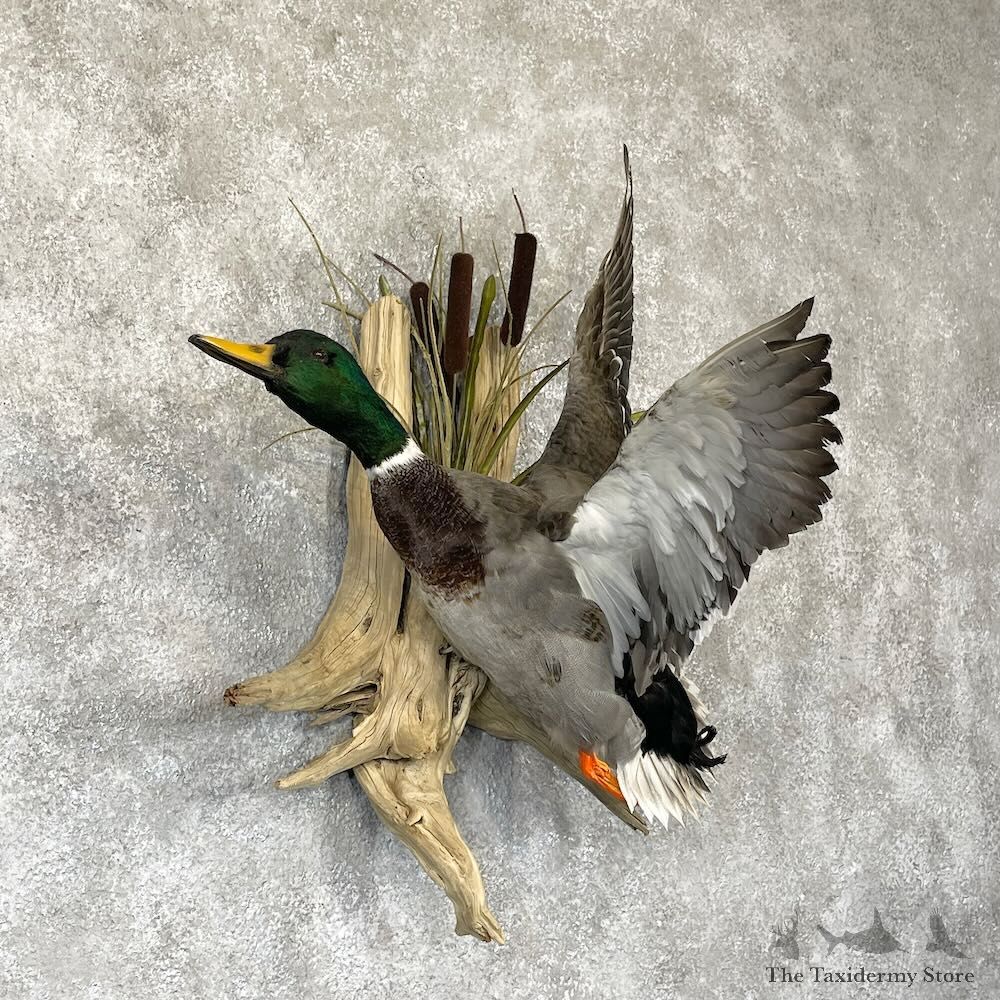 Mallard Duck Drake Mount For Sale #28199 @ The Taxidermy Store