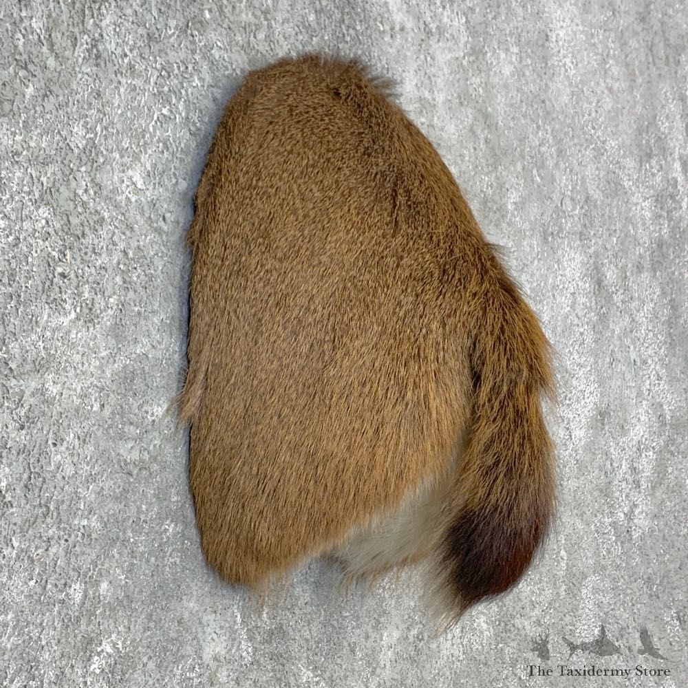 Blacktail Deer Rump Mount For Sale #23286 @ The Taxidermy Store