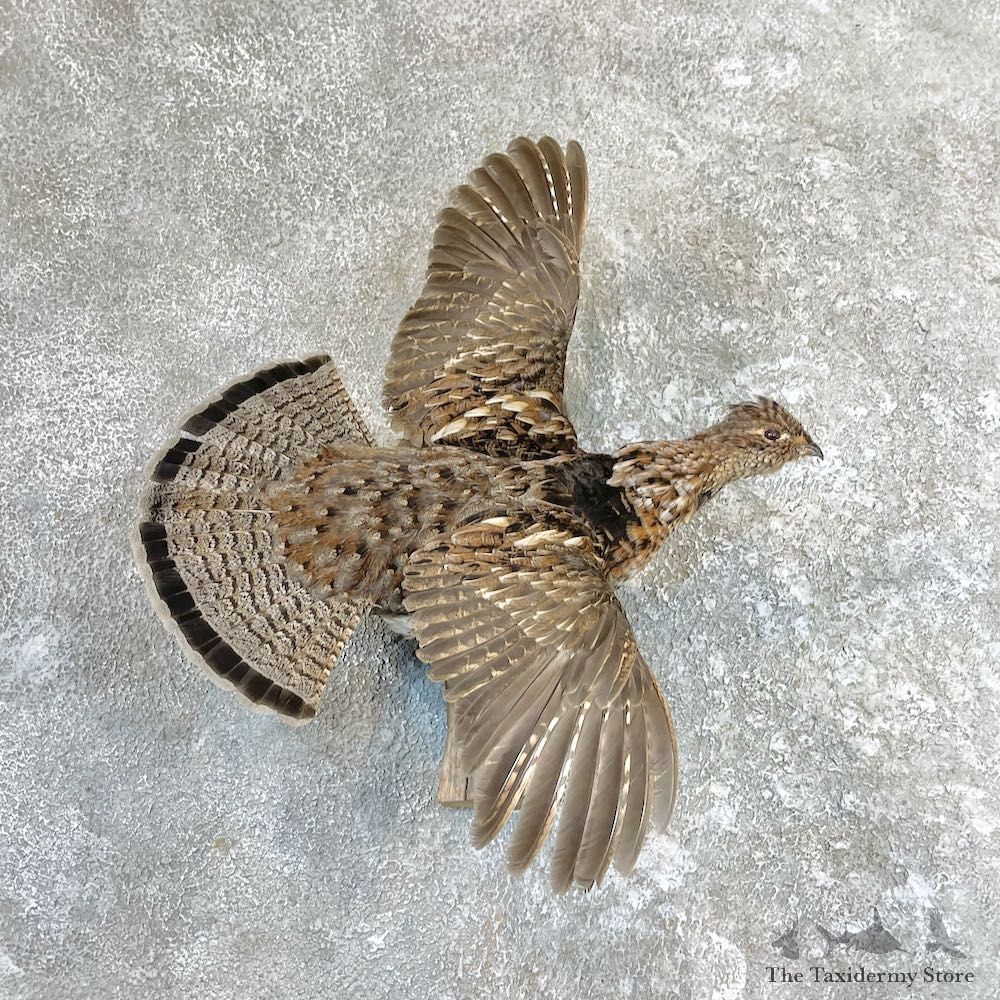 Ruffed Grouse Bird Mount For Sale #26574 @ The Taxidermy Store