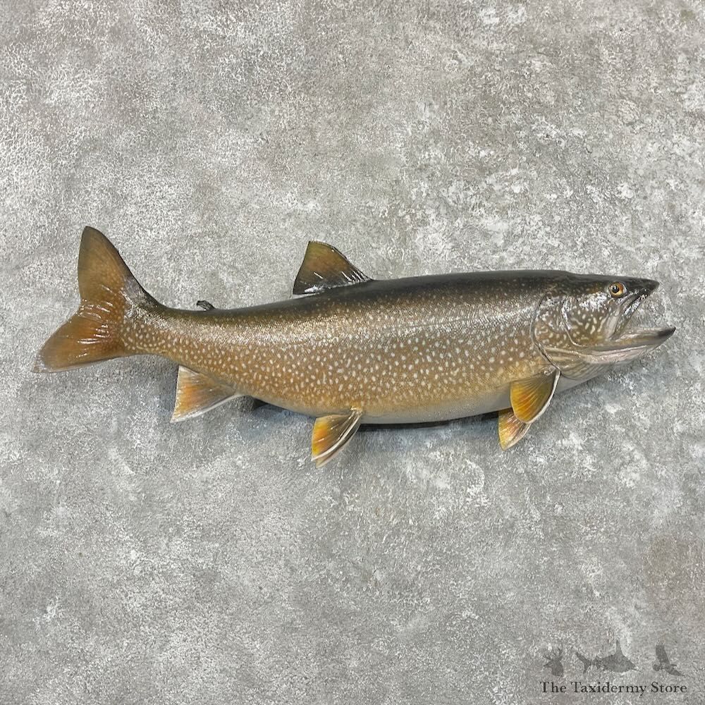 Lake Trout Freshwater Fish Mount For Sale #27688 @ The Taxidermy Store