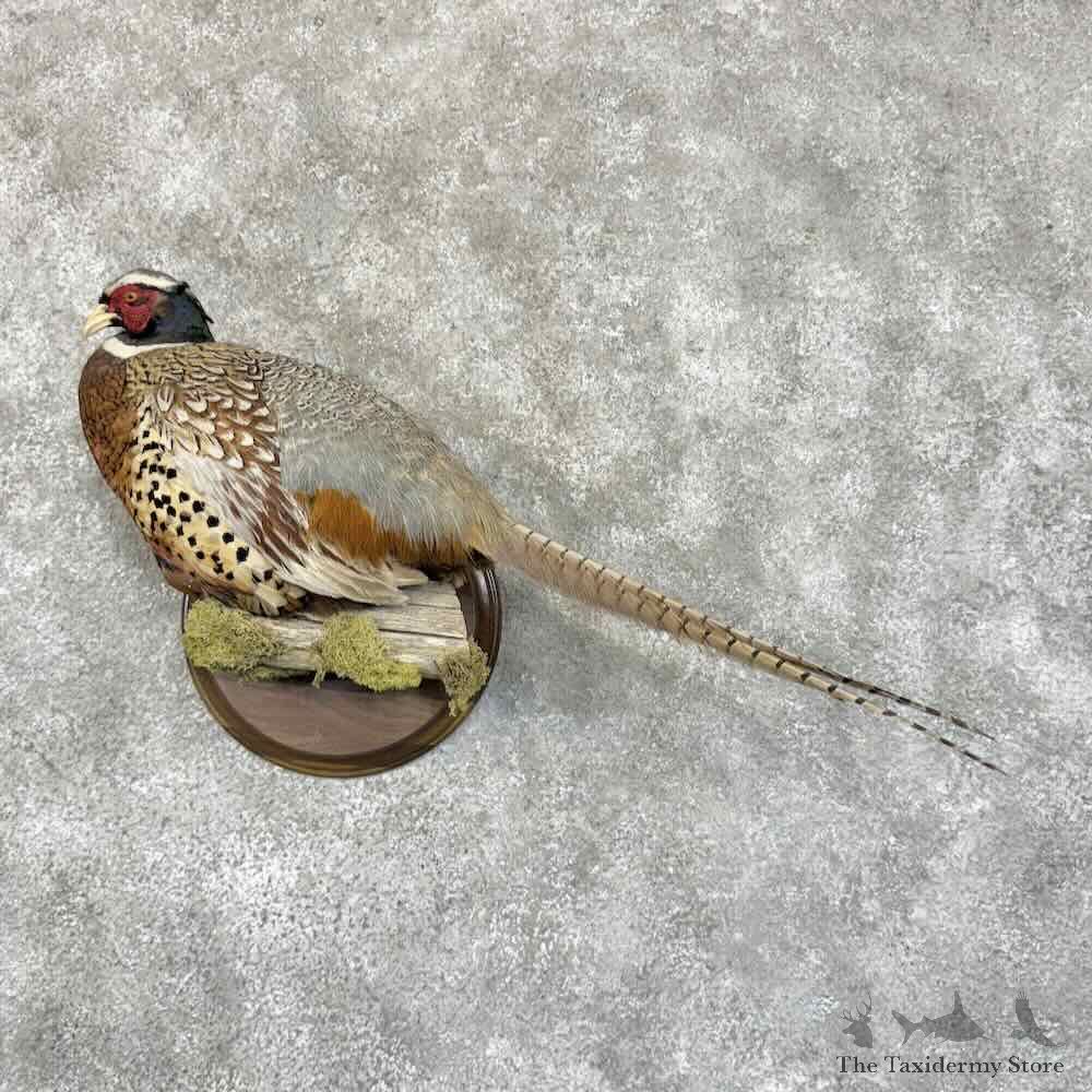 Ringneck Pheasant Bird Mount For Sale #30799 @ The Taxidermy Store