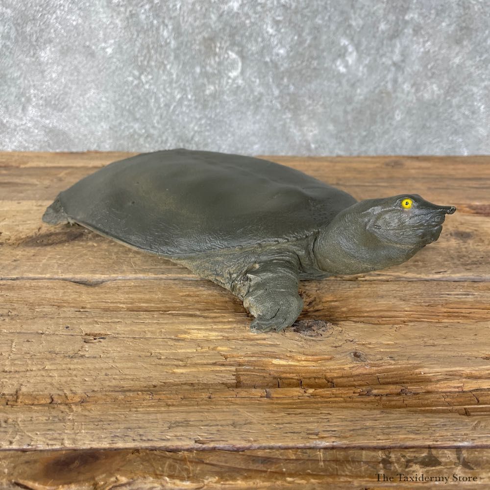 Softshell Turtle Taxidermy Mount #26032 For Sale @ The Taxidermy Store