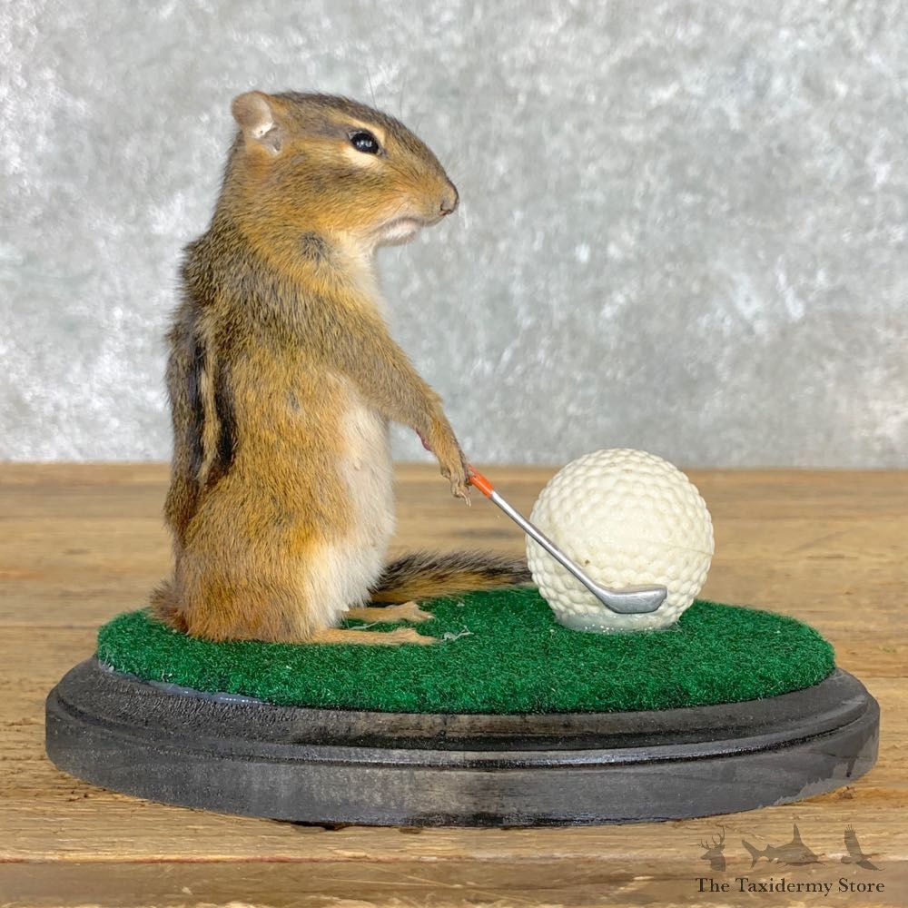 Golfing Squirrel Novelty Mount For Sale #22632 @ The Taxidermy Store