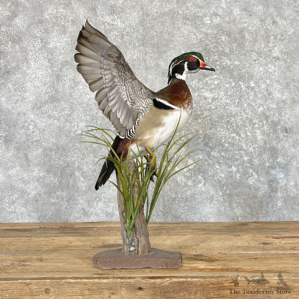 Wood Duck Bird Mount For Sale #27580 - The Taxidermy Store