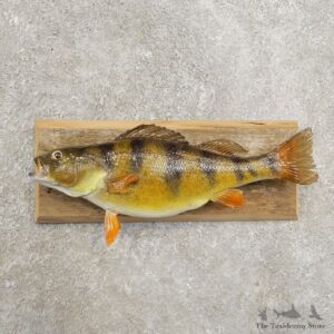 Yellow Perch Fish Mount For Sale #20975 @ The Taxidermy Store