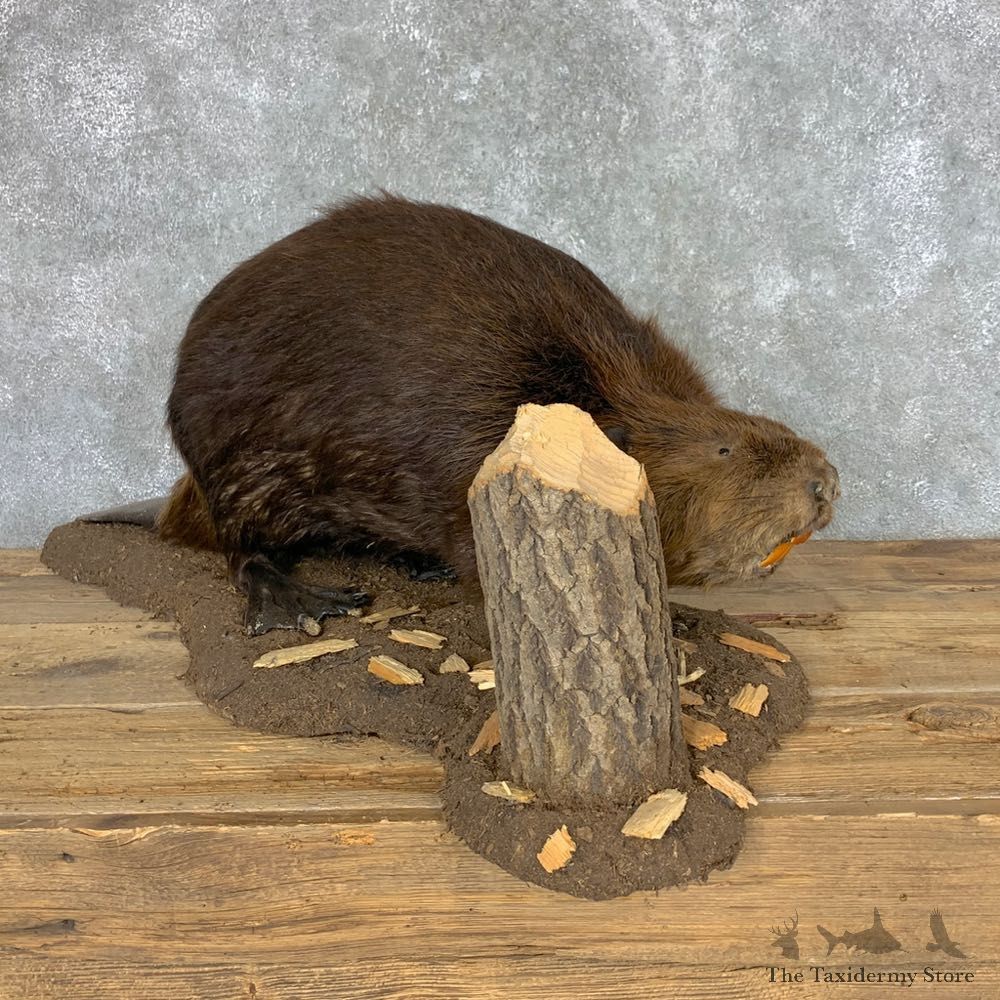 North American Beaver Mount For Sale #22479 @ The Taxidermy Store