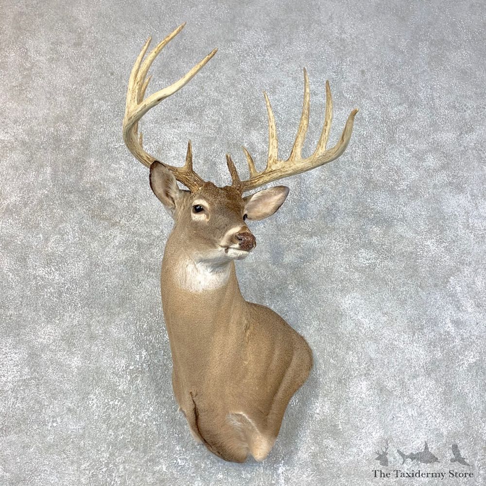 Whitetail Deer Shoulder Mount #23985 For Sale - The Taxidermy Store