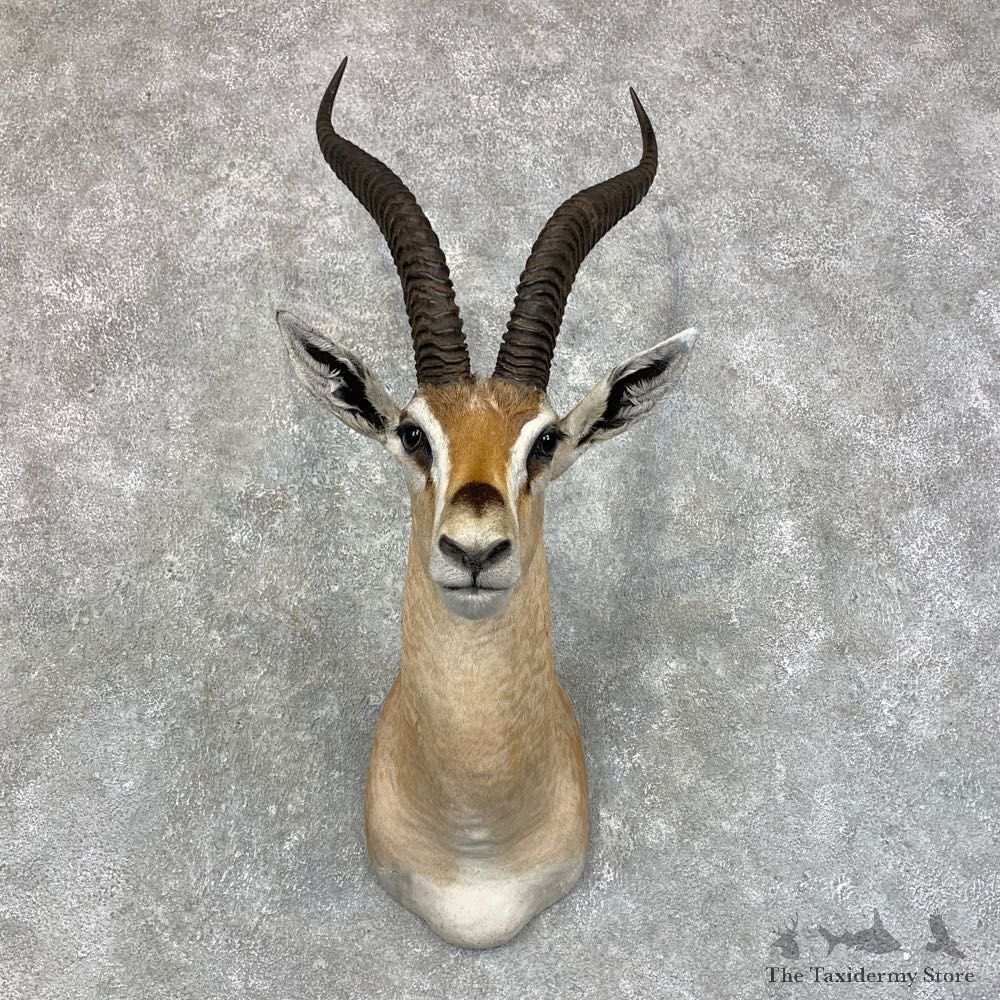 Southern Grant’s Gazelle Shoulder Mount #23449 For Sale @ The Taxidermy Store