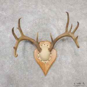 Whitetail Deer Antler Plaque Mount For Sale #19124 @ The Taxidermy Store