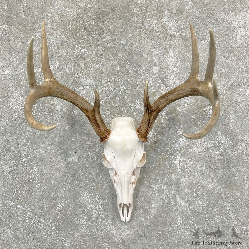 Whitetail Deer Skull European Mount For Sale #24926 @ The Taxidermy Store