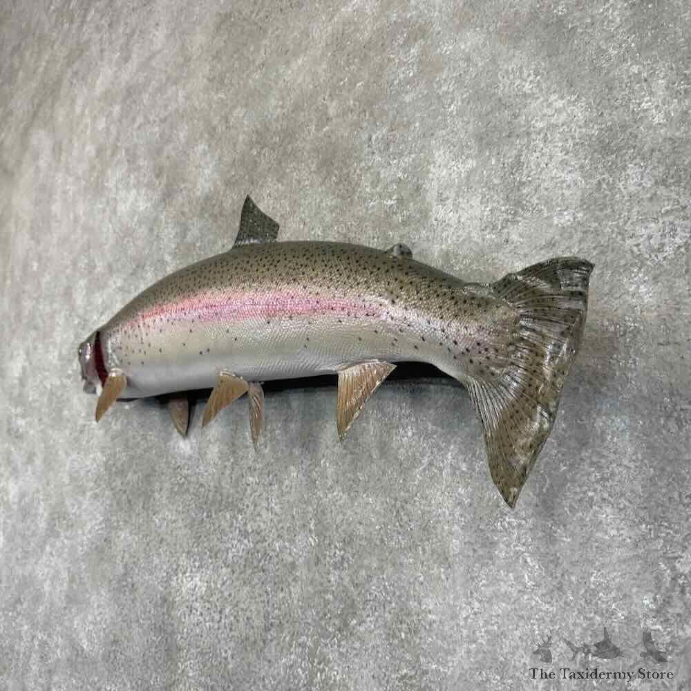 Rainbow Trout Fish Mount For Sale #30989 @ The Taxidermy Store