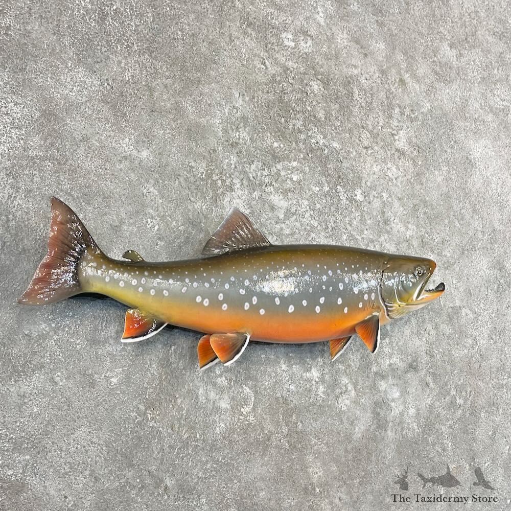Arctic Char Fish Mount For Sale #27721 @ The Taxidermy Store