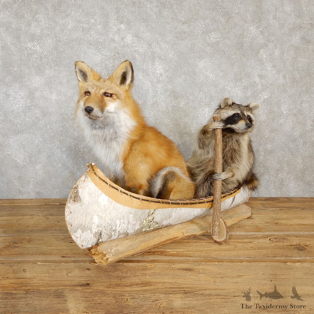 Canoeing Raccoon and Fox Novelty Mount For Sale #20205 @ The Taxidermy Store
