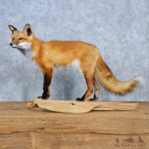 Red Fox Mount For Sale #15419 @ The Taxidermy Store