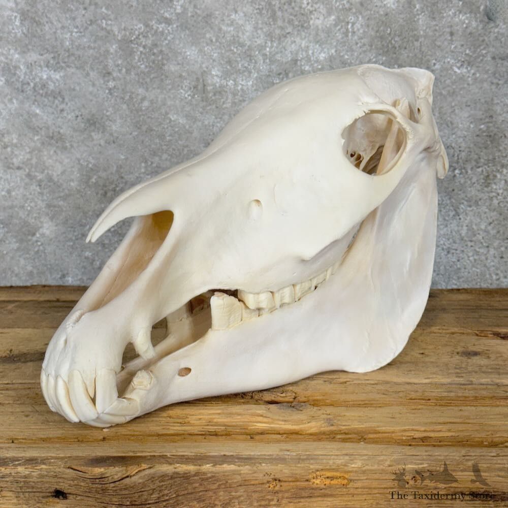 African Burchell's Zebra Skull Mount For Sale #28965 @ The Taxidermy Store