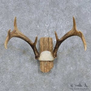 Whitetail Deer Antler Plaque Mount For Sale #14758 @ The Taxidermy Store