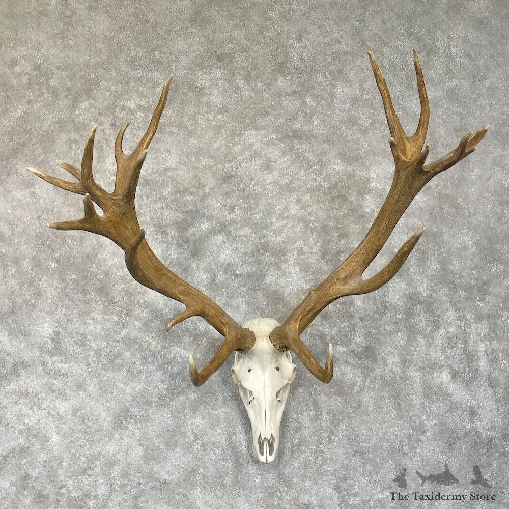 Red Deer Stag Skull European Mount For Sale #28296 @ The Taxidermy Store