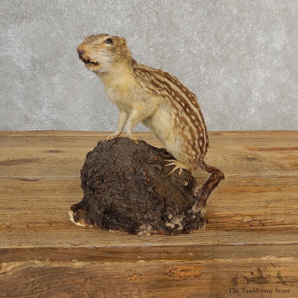 Thirteen-lined Ground Squirrel Mount For Sale #21124 @ The Taxidermy Store