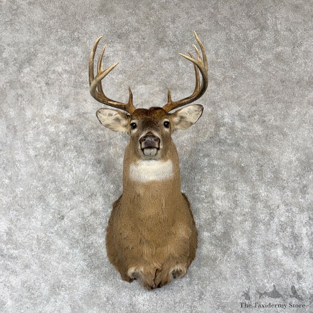 Whitetail Deer Shoulder Mount For Sale #30247 @ The Taxidermy Store