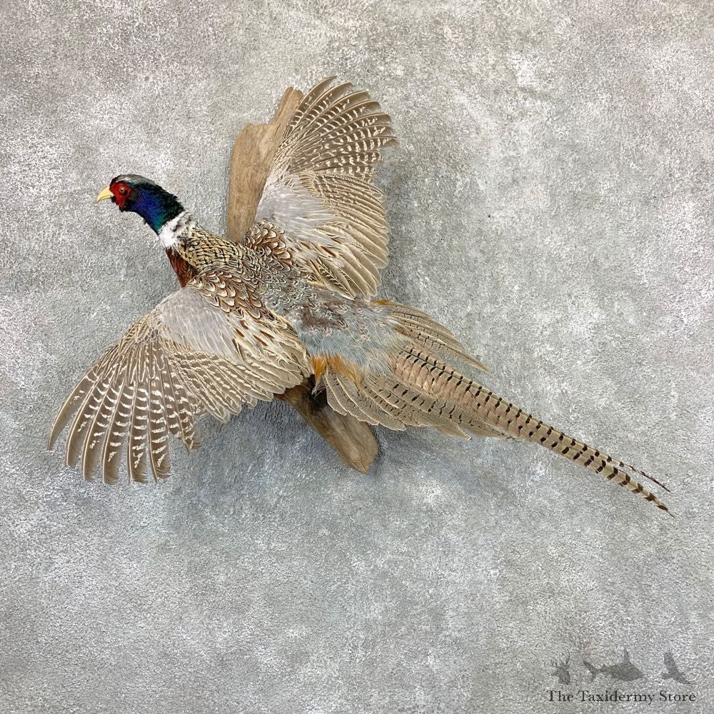Ringneck Pheasant Bird Mount For Sale #22993 @ The Taxidermy Store