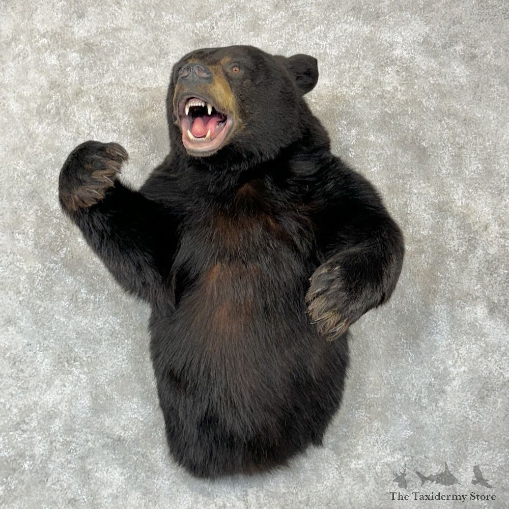 Black Bear Half-Life-Size Mount For Sale #29277 @ The Taxidermy Store
