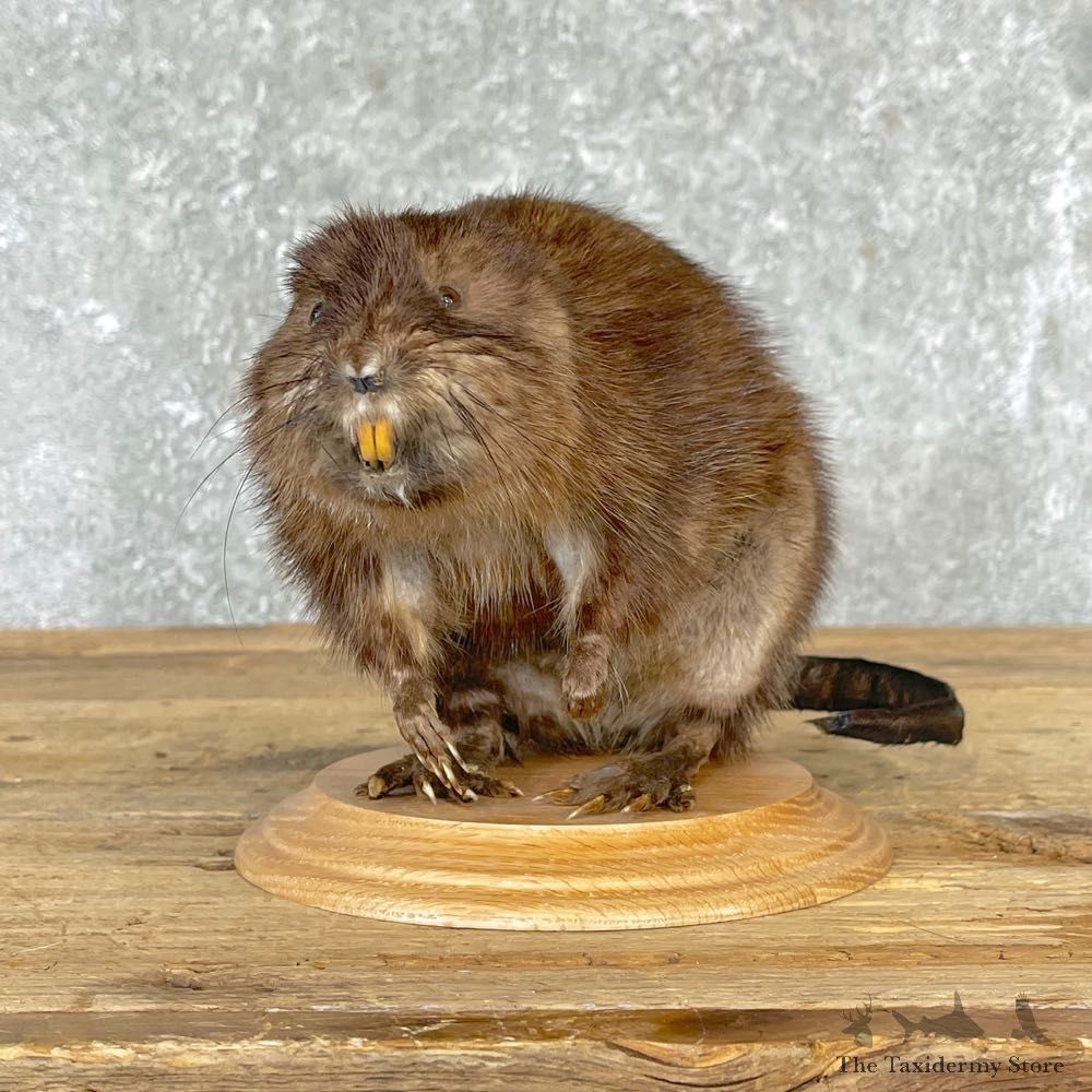 Muskrat Life Size Taxidermy Mount #24708 For Sale @ The Taxidermy Store