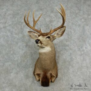 Mule Deer Shoulder Mount For Sale #16977 @ The Taxidermy Store