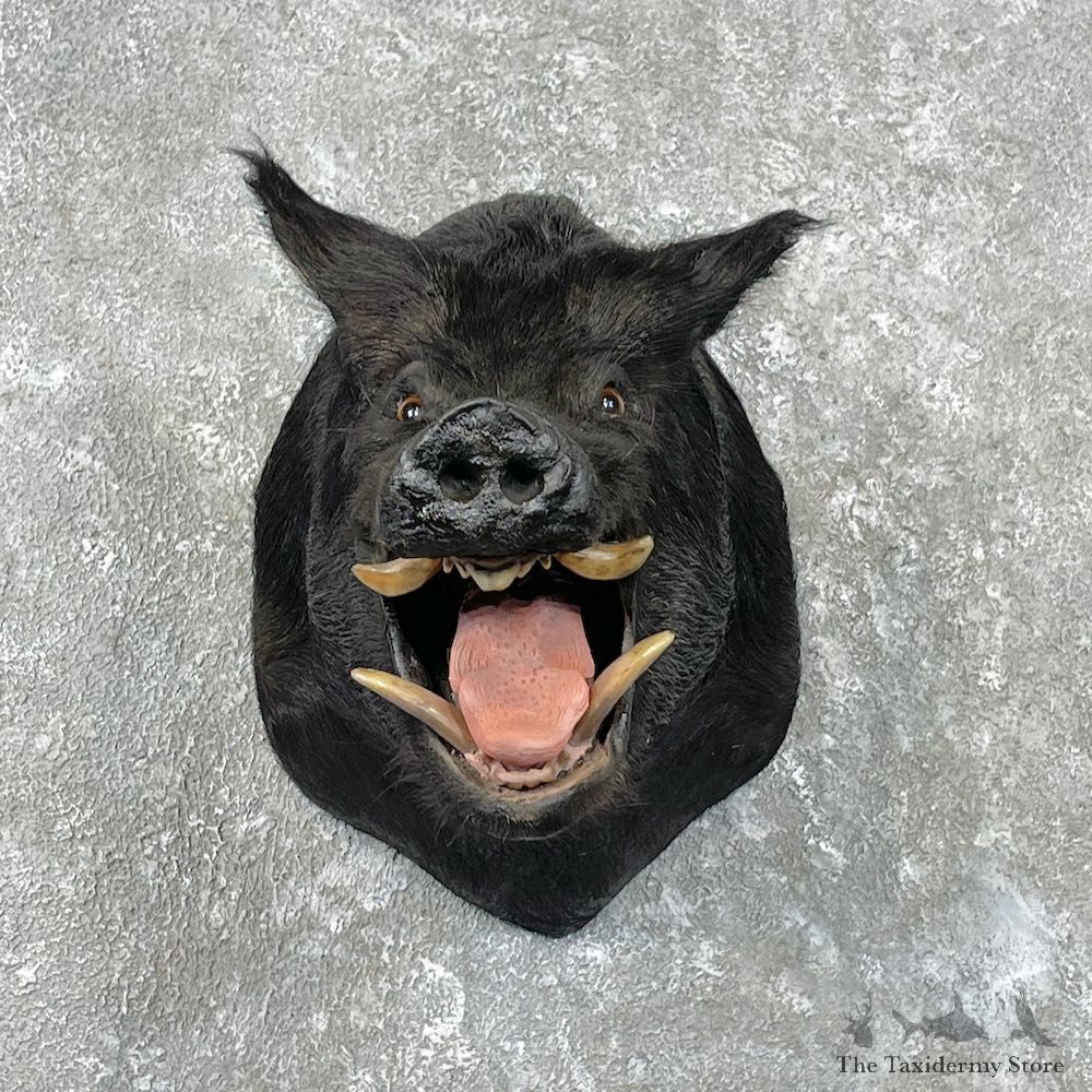 Wild Boar Shoulder Mount For Sale #26808 @ The Taxidermy Store