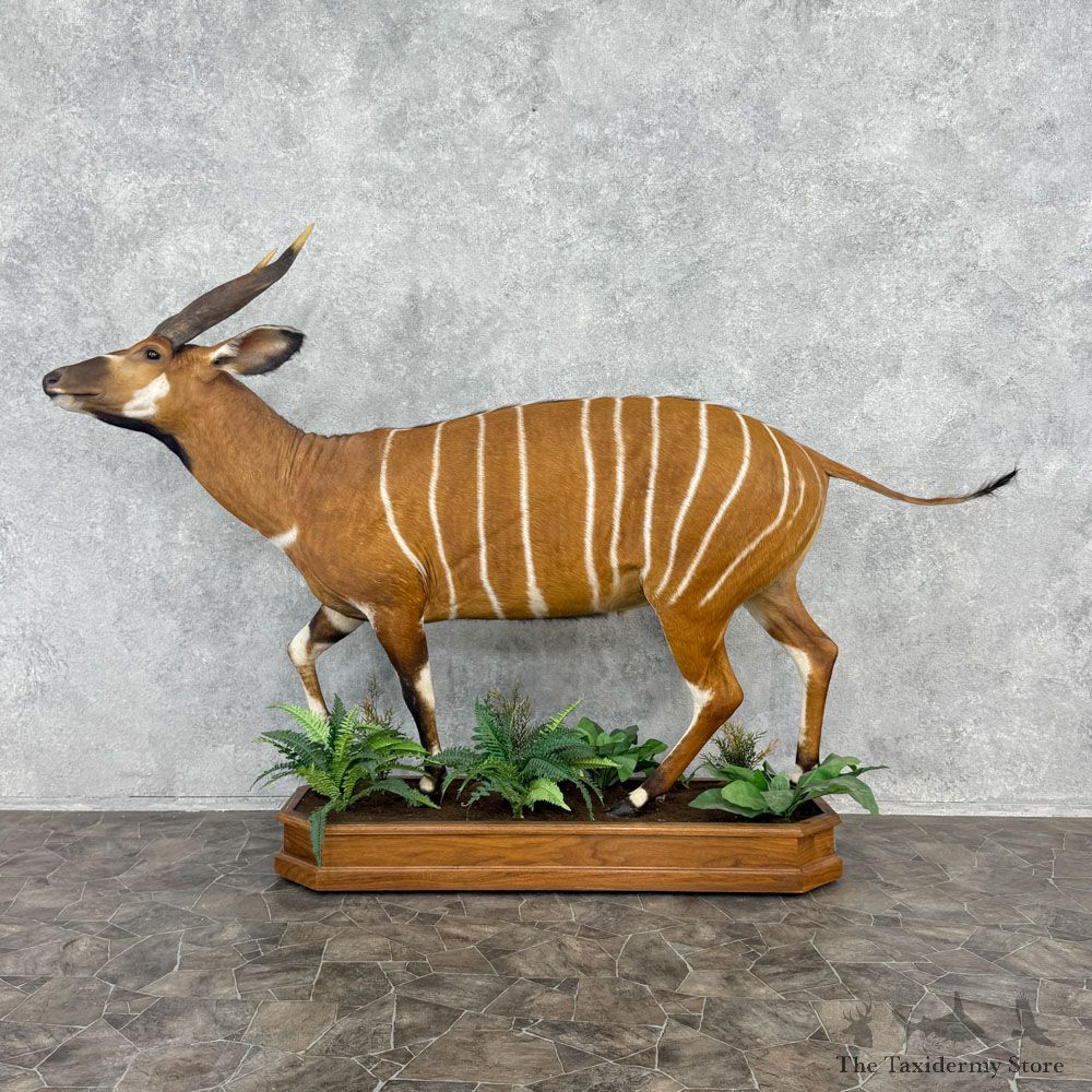 Bongo Antelope Life Size Mount For Sale #32406 @ The Taxidermy Store