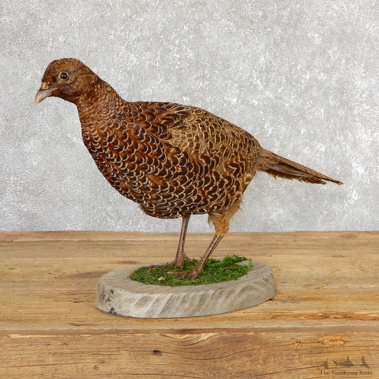 Green Pheasant Taxidermy Mount #19787 For Sale @ The Taxidermy Store