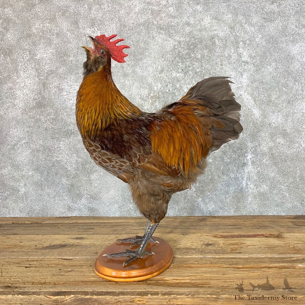 Domestic Chicken Rooster Bird Mount For Sale #23963 @ The Taxidermy Store