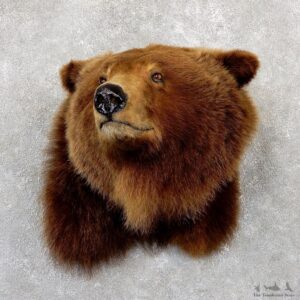 Grizzly Bear Shoulder Mount For Sale #19341 @ The Taxidermy Store