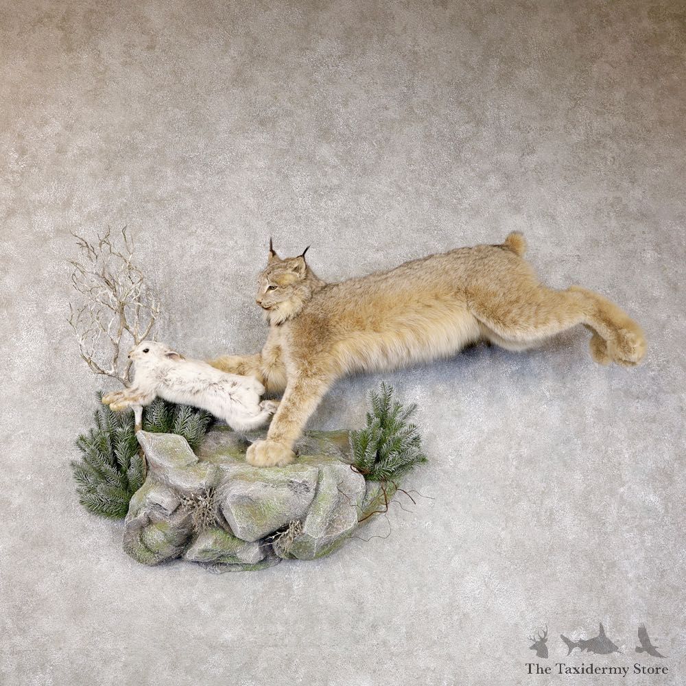 Canadian Lynx Life-Size Mount For Sale #22585 @ The Taxidermy Store