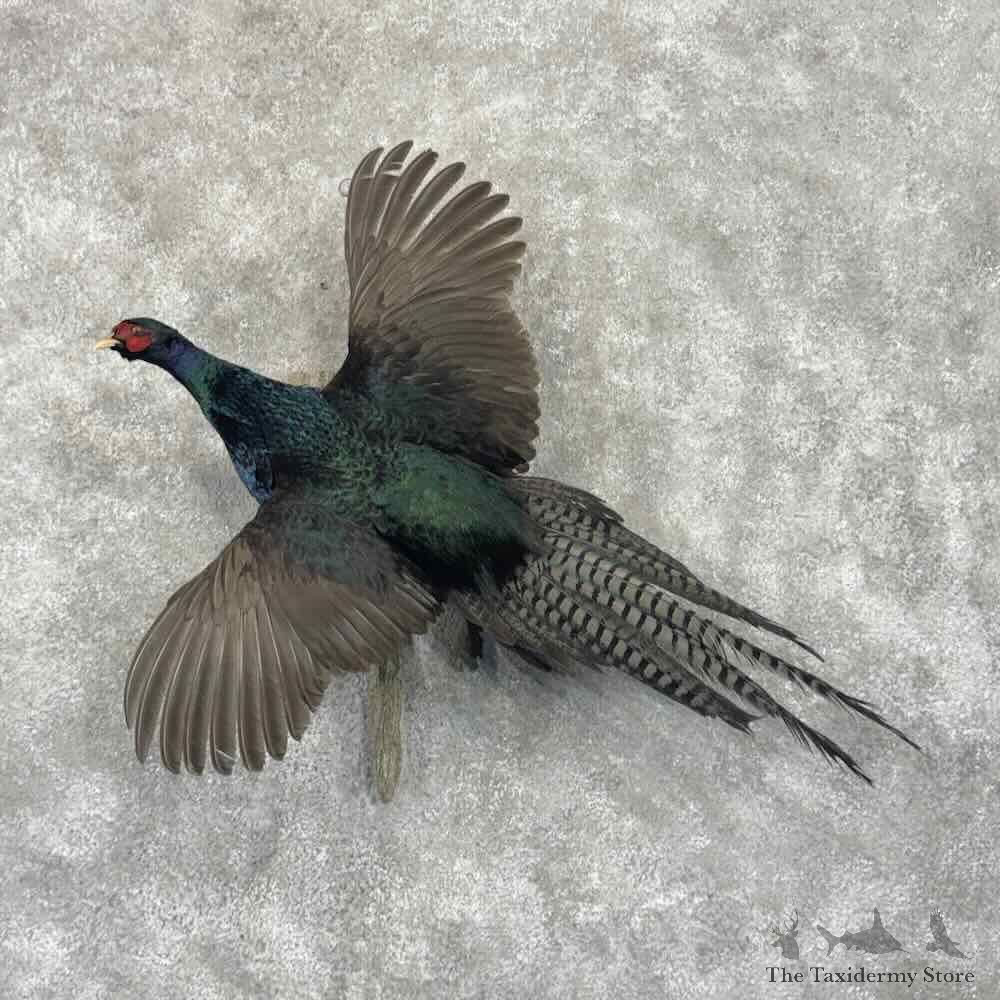Black Pheasant Bird Mount For Sale #32179 @ The Taxidermy Store