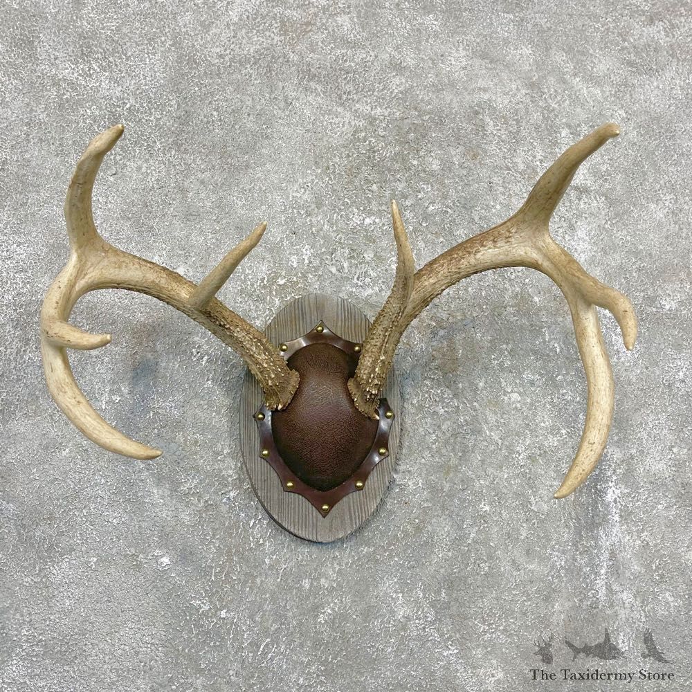 Whitetail Deer Antler Plaque Mount For Sale #24545 @ The Taxidermy Store